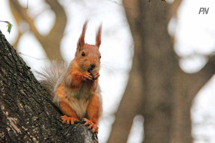 Как ленточные боры способствуют росту биоразнообразия в Павлодарской области