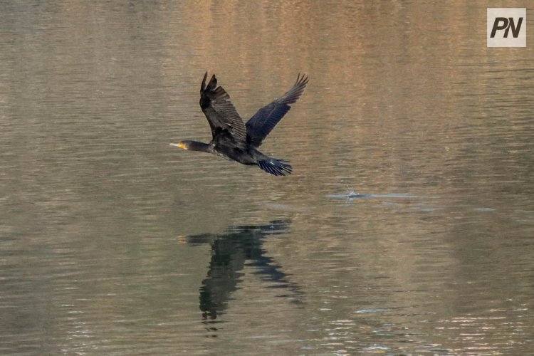 Весенняя охота: где и когда можно стрелять птицу в Павлодарской области