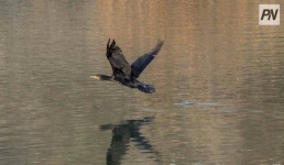 Весенняя охота: где и когда можно стрелять птицу в Павлодарской области