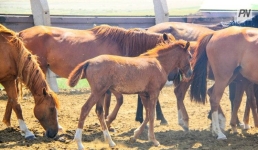 Баянаульский учитель спас застрявшего в сетке рабице жеребёнка