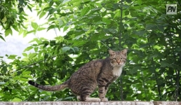 В Павлодаре погиб мужчина, пытаясь спасти кота