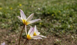 Манящее цветение: зачем павлодарцы едут в Баянаул весной