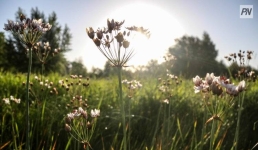 Власти намерены остановить поджигателей поймы Иртыша