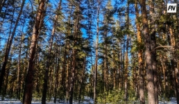 В Северо-Казахстанской области построят деревообрабатывающий завод