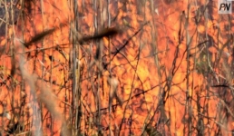 Фермера из Аккулы наказали за поджог леса