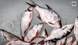 В Павлодаре рыбак-браконьер лишился улова и машины