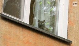 Итальянцы смогут брать отпуск по уходу за животными