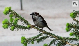 Школьники Павлодарской области позаботились о пернатых