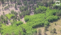 В Павлодарской области озеленят пострадавшие от пожаров участки