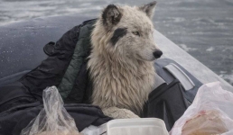 Собака на льдине: стали известны подробности спасения пса в Павлодаре