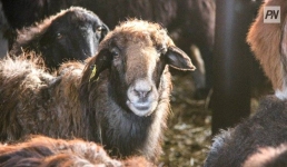 Павлодарским животноводам напомнили о своих баранах