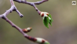 В Павлодарской области 25 апреля будет без осадков