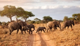 В Африке слоны затоптали американского миллионера