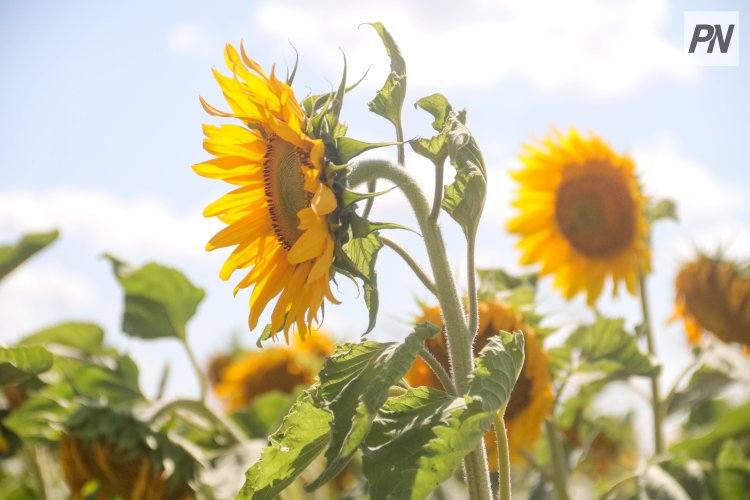 В Павлодарской области развивают технологии кормопроизводства