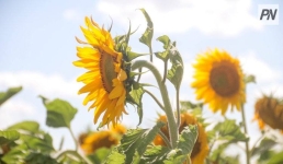 В Павлодарской области развивают технологии кормопроизводства