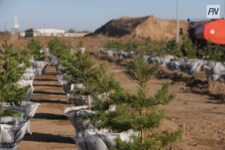 В Баянаульском районе высадили более полутысячи деревьев