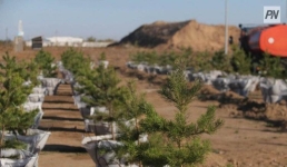 В Баянаульском районе высадили более полутысячи деревьев