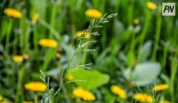 29 апреля в Павлодарской области не будет осадков