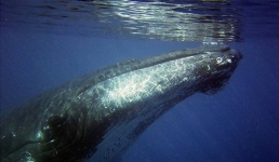 Ветеринары Германии спасут застрявшего на побережье кита