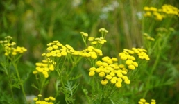 Как уберечься от сезонной аллергии, рассказали павлодарские врачи