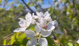 30 апреля в Павлодарской области потеплеет