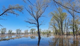 Весенние попуски: как в Павлодарской области поддержат природный баланс