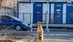 В Павлодаре планируют выявлять агрессивные собачьи стаи с воздуха