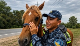 Любят яблоки и морковь: чем угощают коней-полицейских в Павлодаре