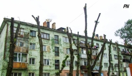 Почему аварийные деревья не сносят по первому требованию павлодарцев