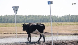 Полицейские Аксу предупредили об опасности бродячего скота
