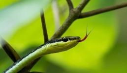 В США в шлем школьника заползла ядовитая змея