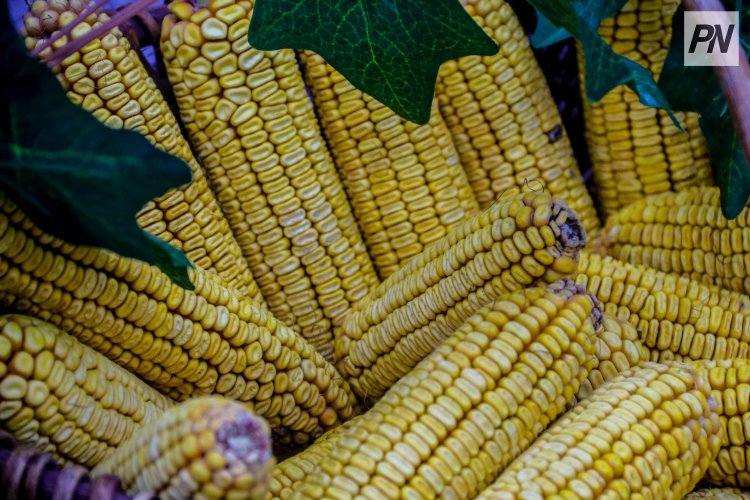 На каких участках Павлодарской области организуют ярмарки в день выборов