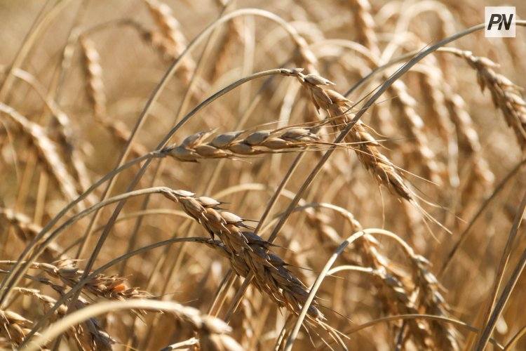 В Иртышском районе убрали 70% зерновых культур