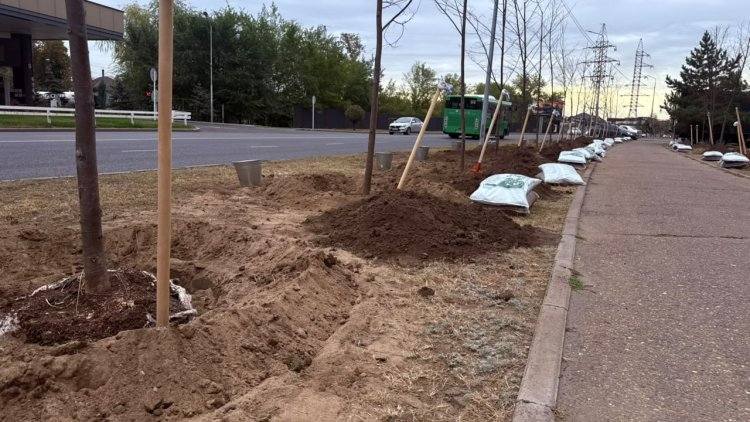 Новая липовая аллея появилась в Усольском микрорайоне Павлодара