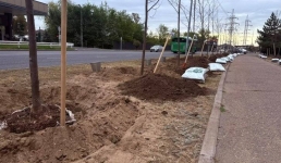 Новая липовая аллея появилась в Усольском микрорайоне Павлодара