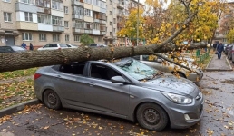 На автомобиль упало дерево: что делать павлодарцам