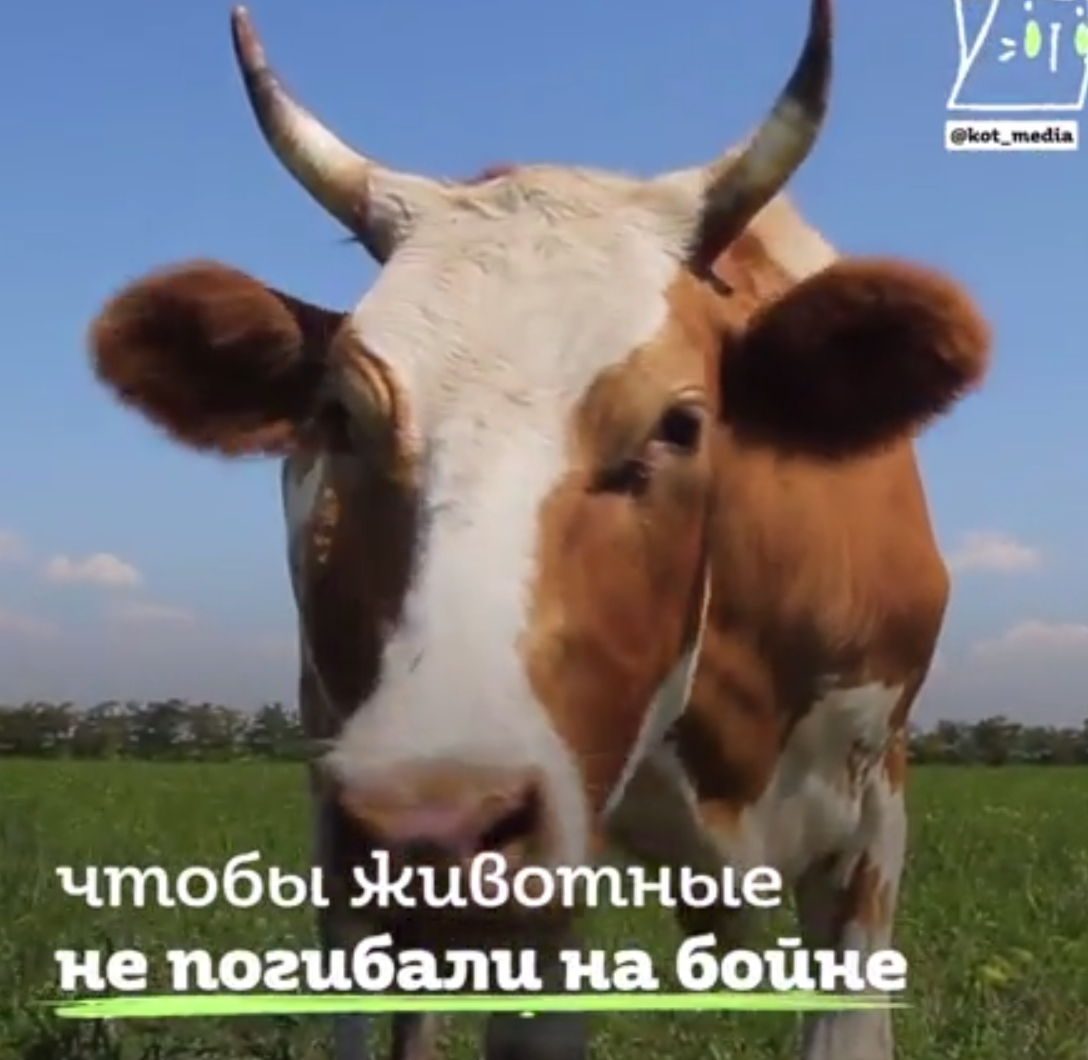 Рай для коров