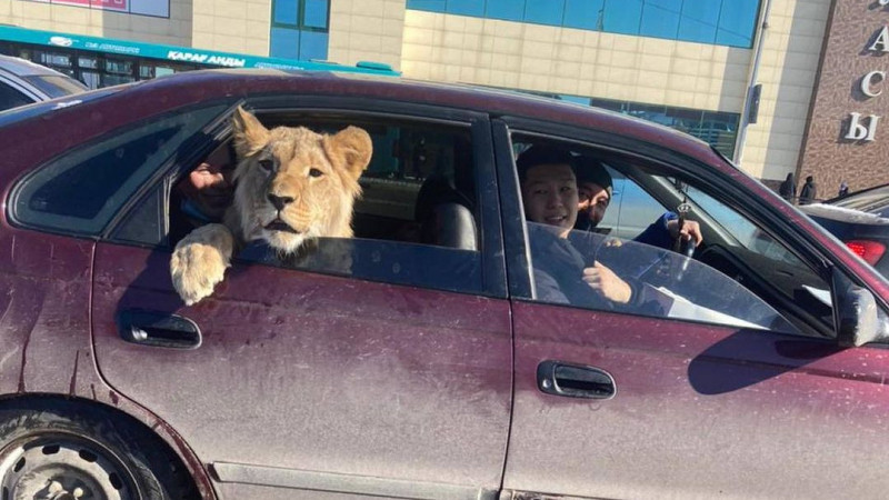 Лев в машине в Караганде в Минэкологии высказались о перевозке дикого животного 