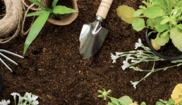 Фунгициды и их разновидности