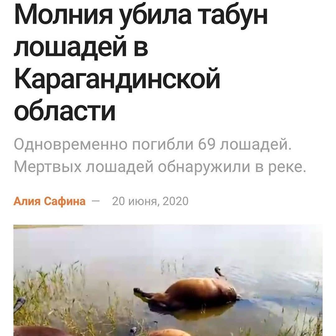 Молния убила табун лошадей в Карагандинской области