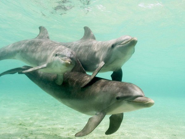 Индия признала дельфинов личностями и ЗАПРЕТИЛА ДЕЛЬФИНАРИИ 