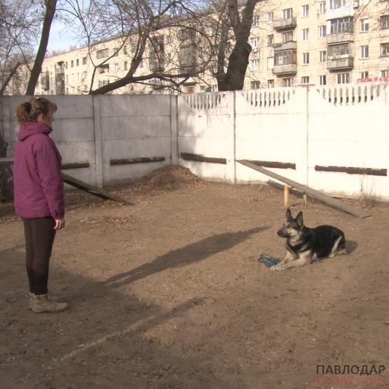 Жительница Павлодара смогла усмирить редкую породу собак и выиграла медаль кубка страны