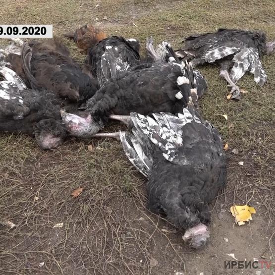 Какую компенсацию получат владельцы погибшего от птичьего гриппа поголовья?