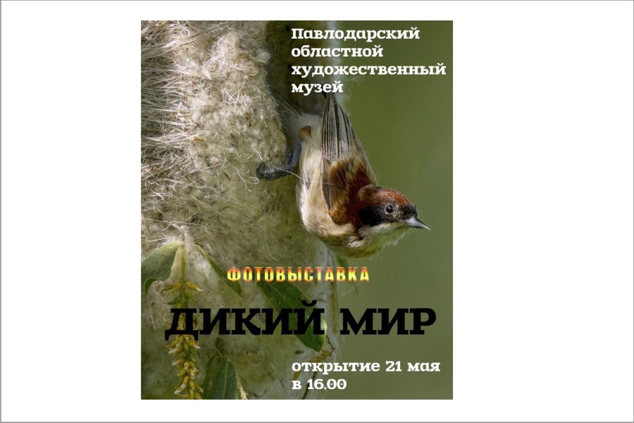 21 мая в 16.00 - краеведческий музей - открытие фотовыставки Дикий мир.