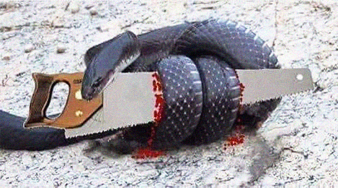 Мудрая притча о важности игнора