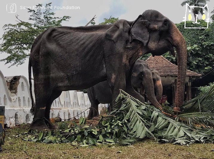 Слониха Такихи как символ боли животных