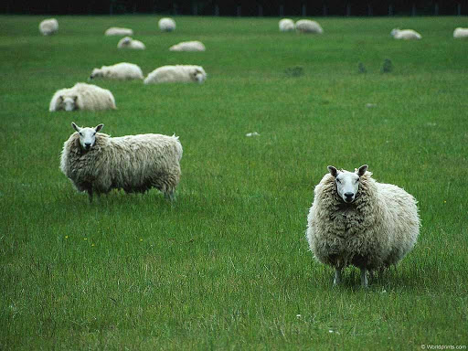 Любителя поесть чужих овец задержали в Павлодарской области