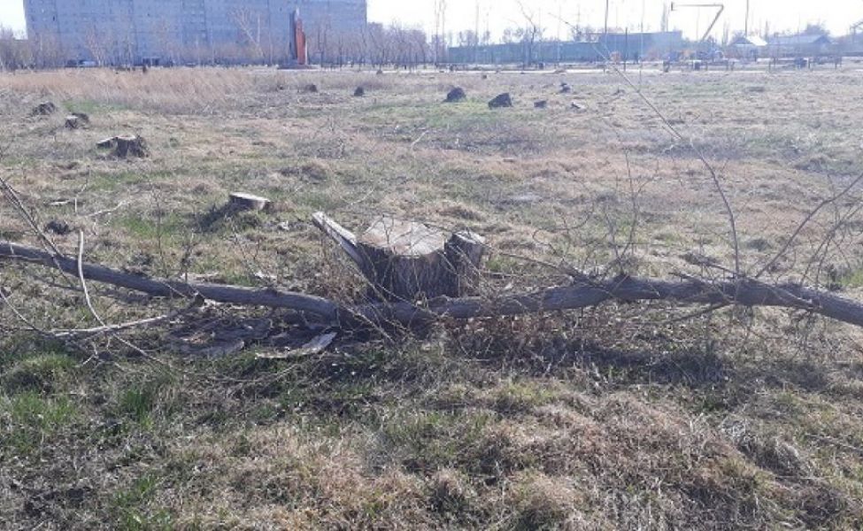 Почему порученное президентом масштабное озеленение страны напугало павлодарцев