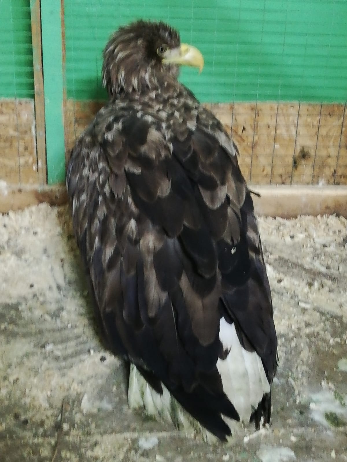 Найденного в Павлодарской области краснокнижного орлана назвали Игорем
