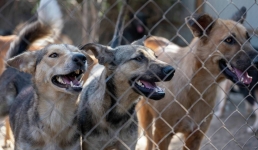 Зоозащитники высказались против предложенных экс-акимом Актау поправок об обязательной эвтаназии животных